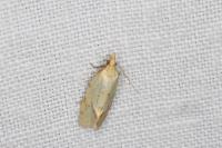 Agapeta hamana