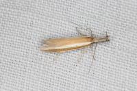 Pleurota aristella
