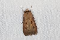 Agrotis exclamationis