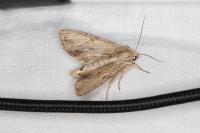 Apamea lithoxylaea