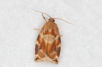 Archips xylosteana