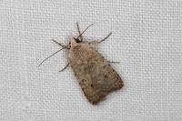 Caradrina clavipalpis