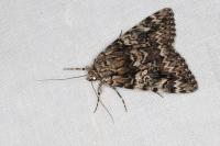 Catocala promissa