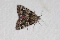 Catocala promissa