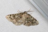 Cleorodes lichenaria
