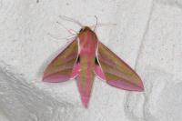Deilephila elpenor