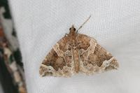 Eulithis prunata