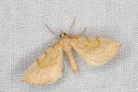Gandaritis pyraliata