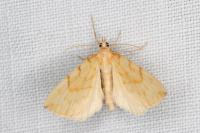 Gandaritis pyraliata