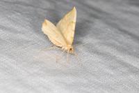 Gandaritis pyraliata