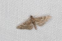 Gymnoscelis rufifasciata