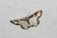 Lomaspilis marginata