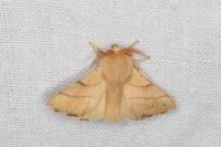 Malacosoma neustria