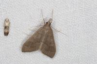 Mecyna asinalis