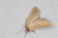Mythimna pallens