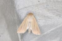 Mythimna pallens