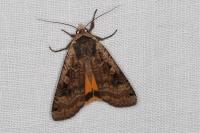 Noctua pronuba