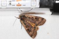 Noctua pronuba