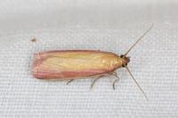 Oncocera semirubella