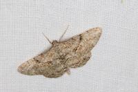 Peribatodes rhomboidaria
