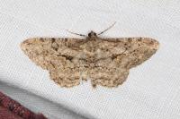 Peribatodes rhomboidaria