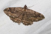 Philereme transversata