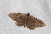 Philereme transversata