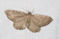 Philereme vetulata