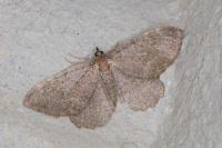 Philereme vetulata