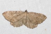 Philereme vetulata
