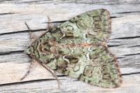 Polyphaenis sericata