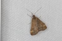 Pyrausta despicata