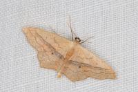 Scopula imitaria