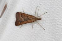 Synaphe punctalis