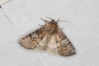 Tethea ocularis