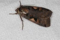 Xestia c-nigrum
