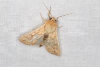 Mythimna vitellina