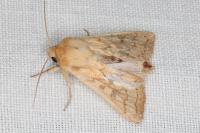 Mythimna vitellina