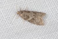 Cnephasia