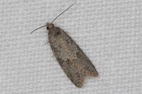 Cnephasia