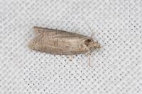 Cnephasia