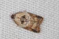 Acleris variegana