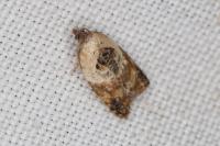 Acleris variegana