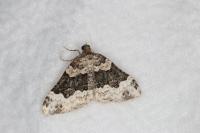 Epirrhoe galiata