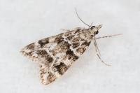 Eudonia delunella