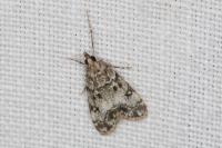 Eudonia delunella