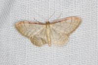 Idaea humiliata