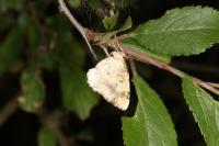 Ligdia adustata