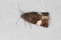 Tyta luctuosa