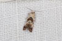 Cochylis hybridella